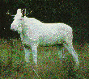 The very rare white moose !